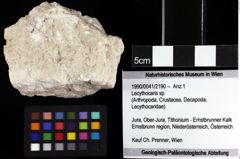 Foto (Objket + Etiketten) von Lecythocaris sp. 